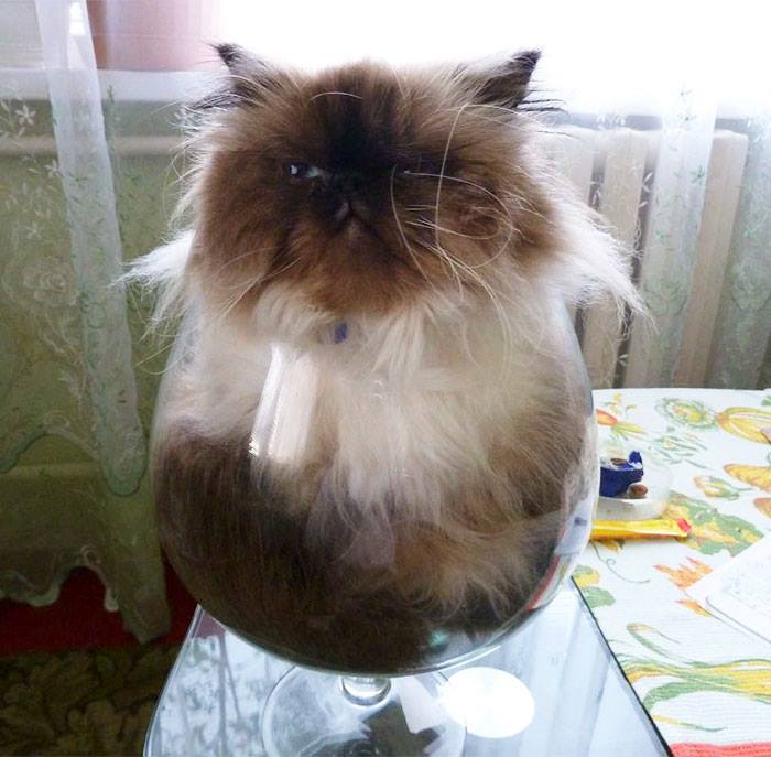 แมว...ใส่อะไรก็ได้