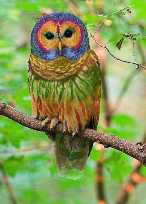 Cute owl