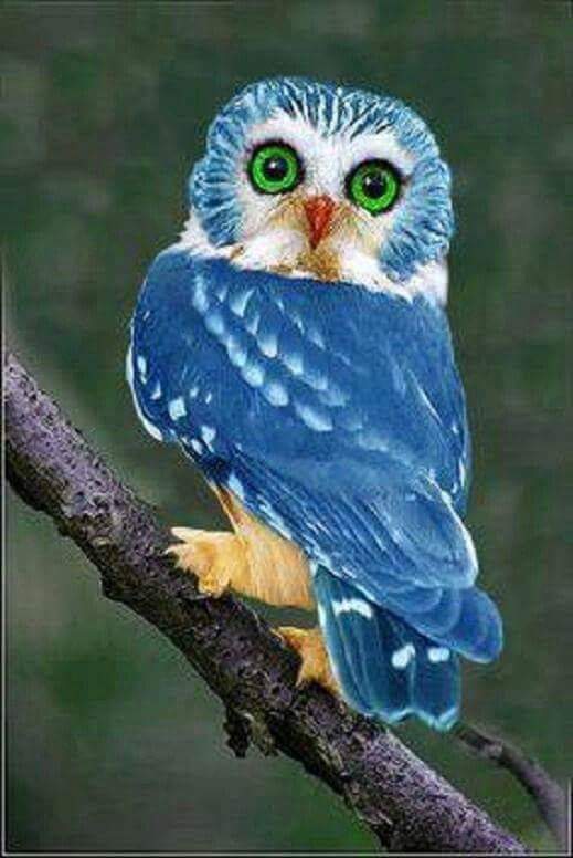 Cute owl