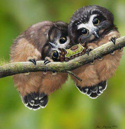 Cute owl