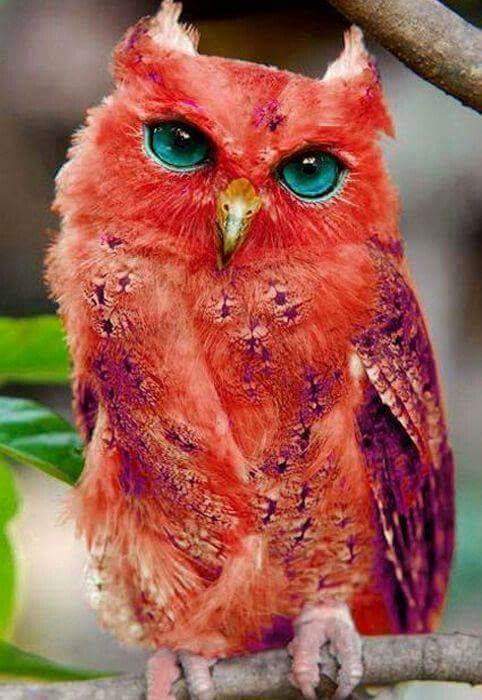 Cute owl