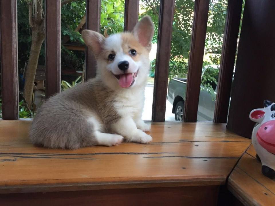 ไม่ได้เตี้ยนะ แค่ขาเค้าสั้น
