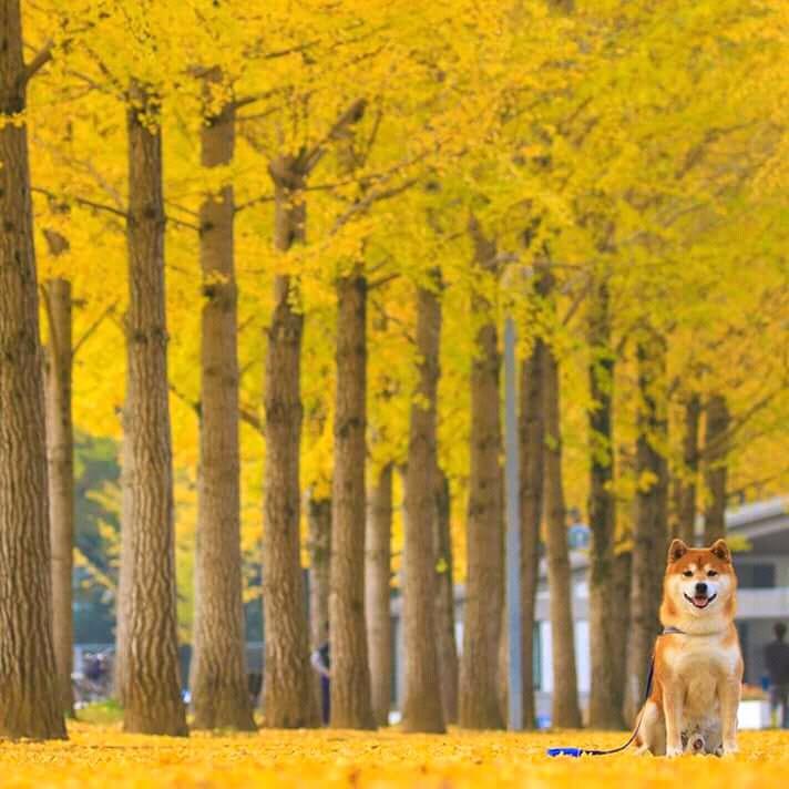 Chiba Inu