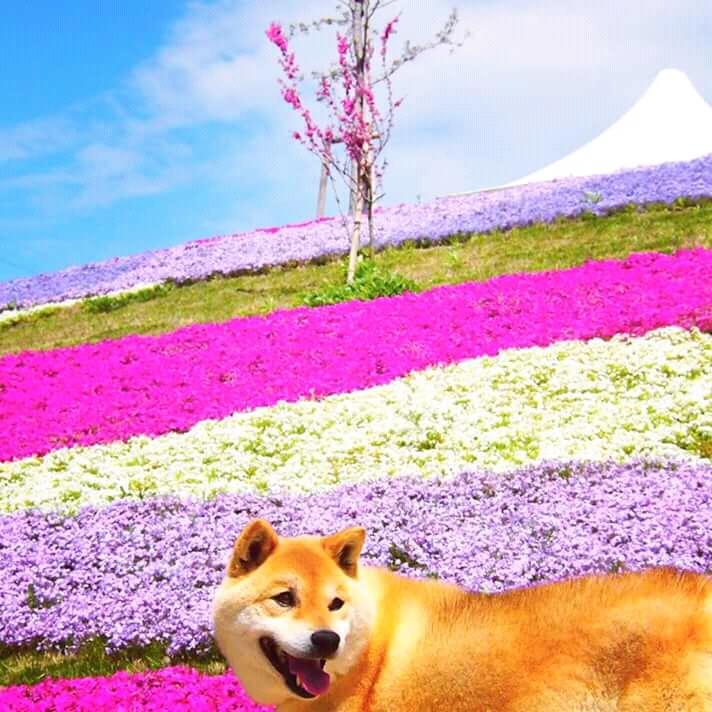 Chiba Inu