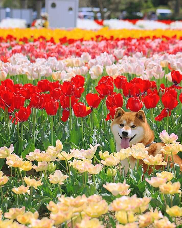 Chiba Inu