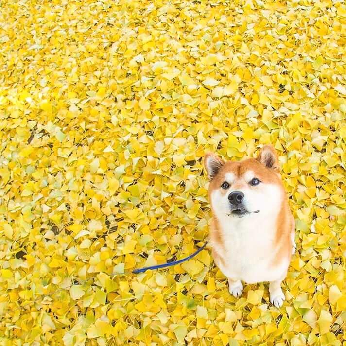 Chiba Inu