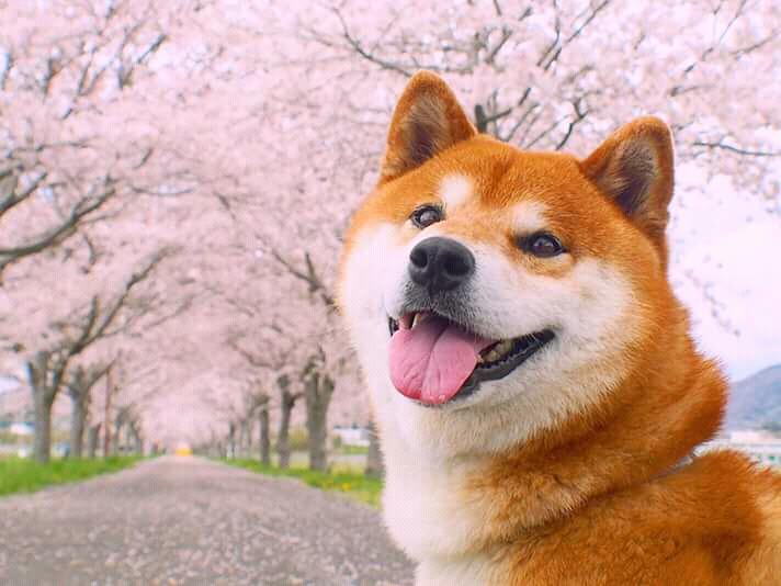 Chiba Inu