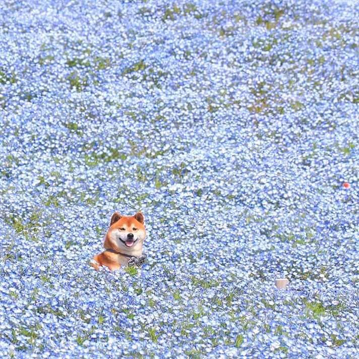 Chiba Inu