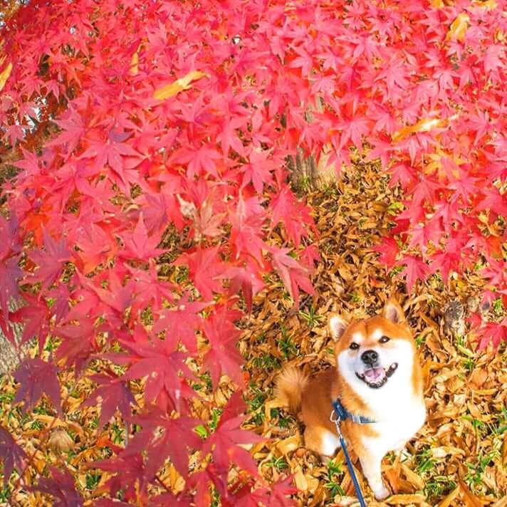 Chiba Inu