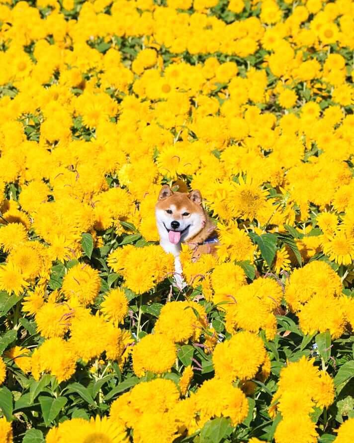 Chiba Inu