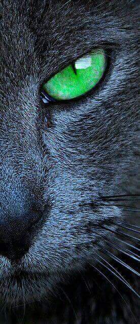 Cat's eyes
