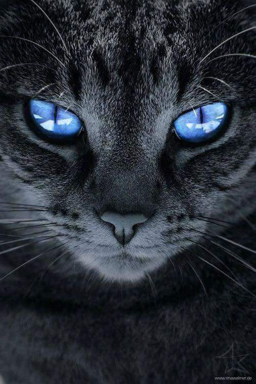 Cat's eyes