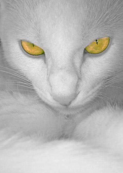Cat's eyes