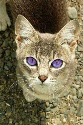 Cat's eyes