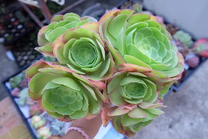 Succulent