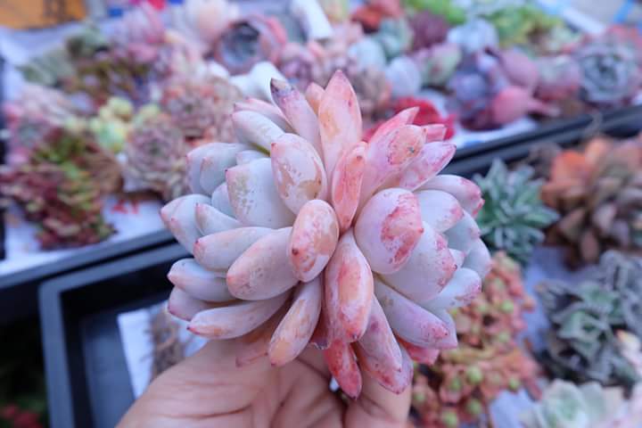 Succulent
