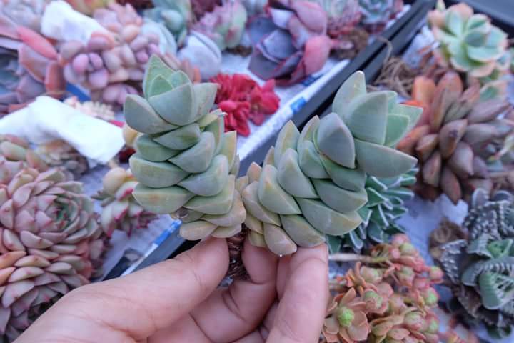 Succulent