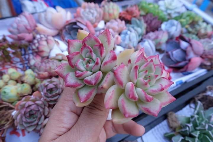 Succulent