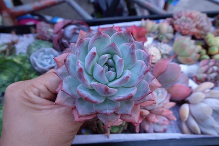 Succulent