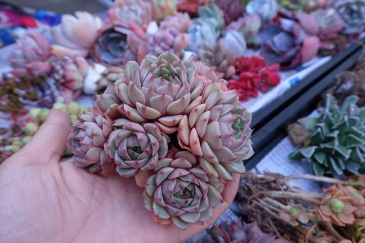 Succulent