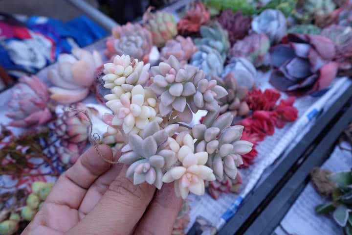 Succulent