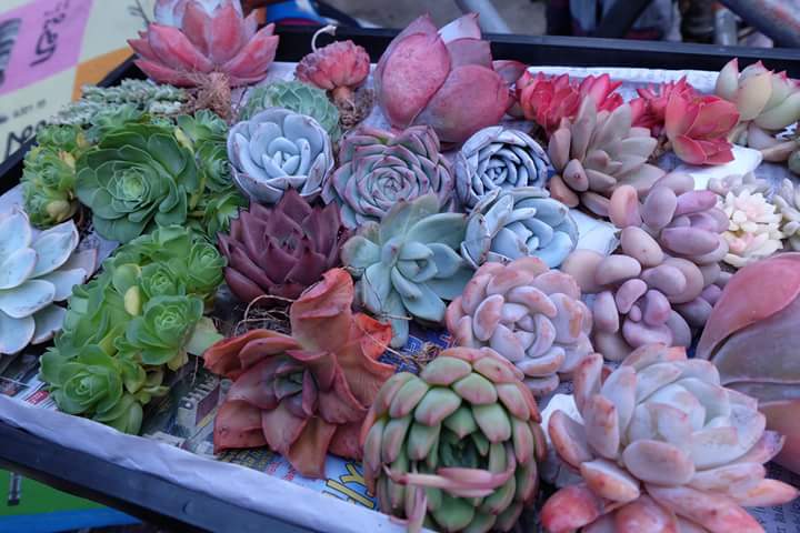 Succulent