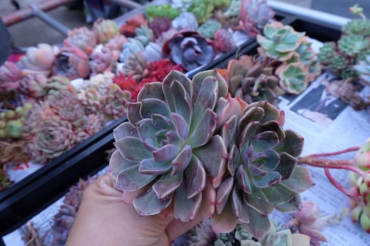 Succulent