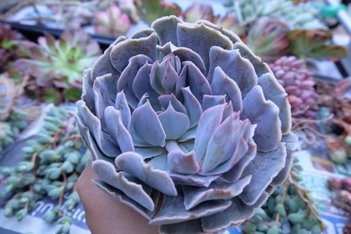 Succulent