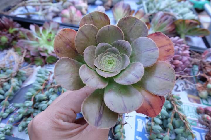 Succulent