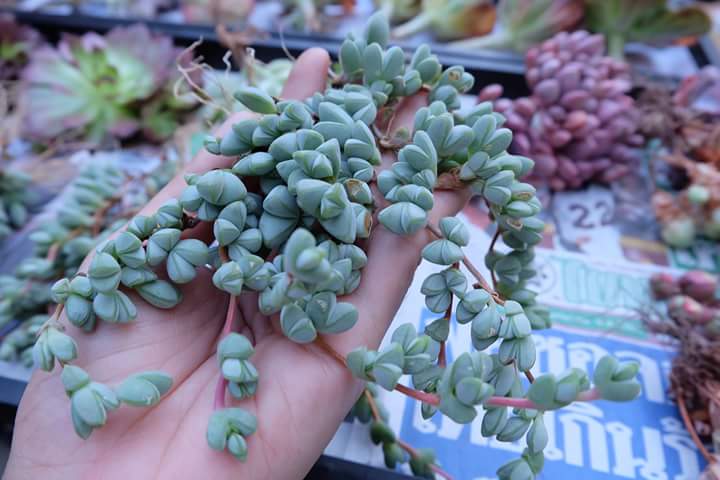 Succulent