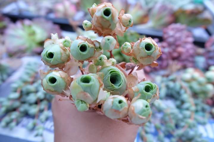 Succulent