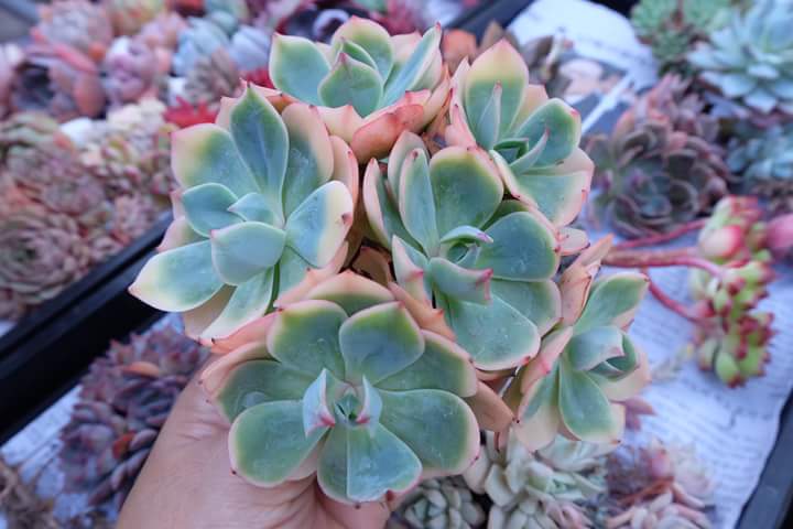 Succulent