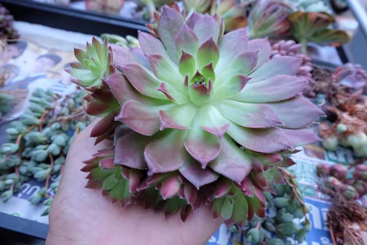 Succulent