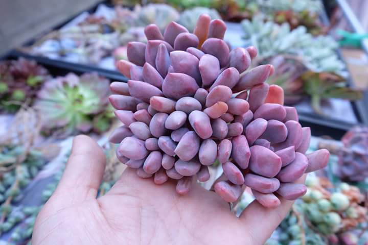 Succulent