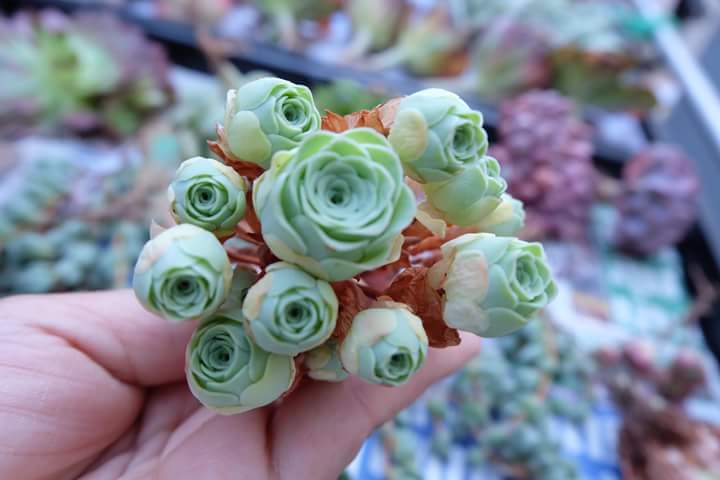 Succulent