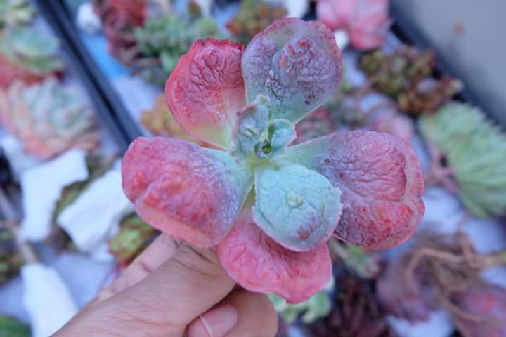 Succulent