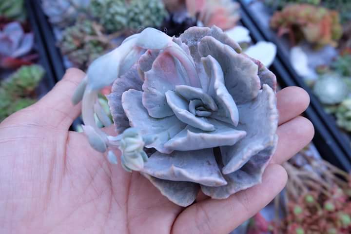 Succulent