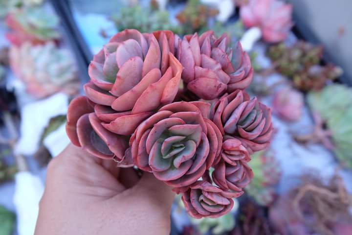 Succulent