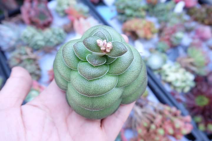 Succulent