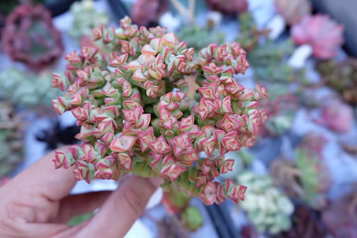 Succulent