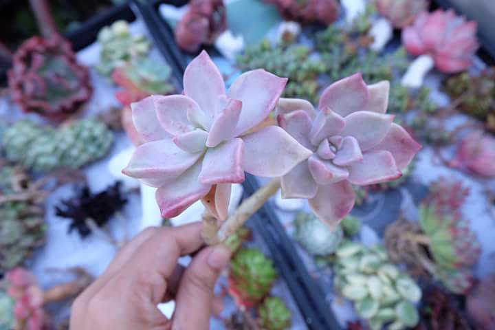Succulent
