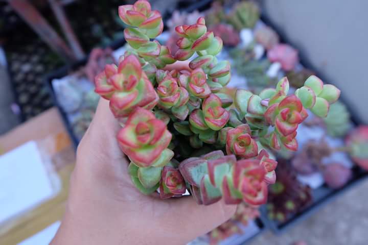 Succulent