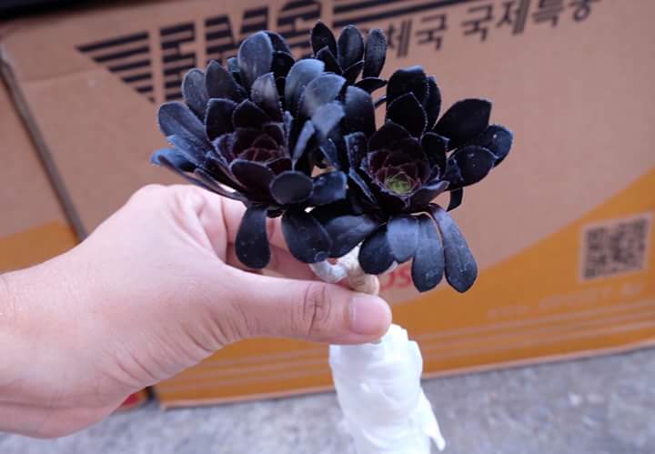 Succulent