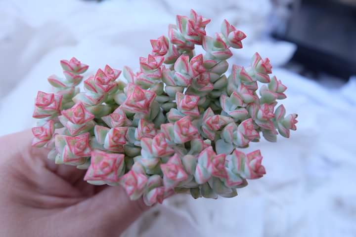 Succulent