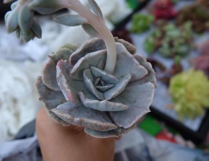 Succulent