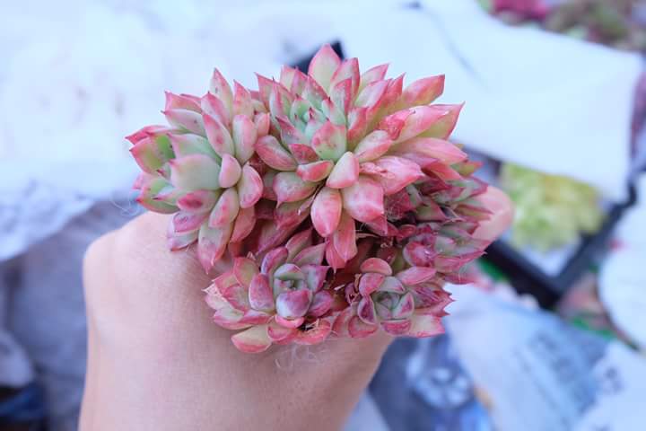 Succulent