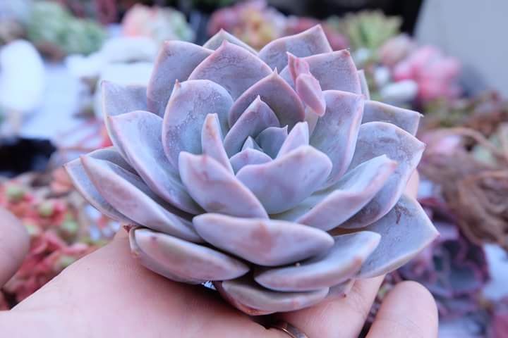 Succulent