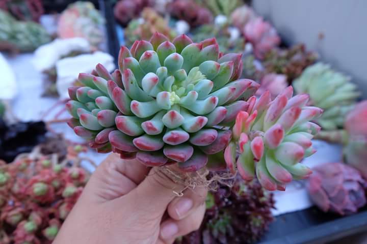 Succulent