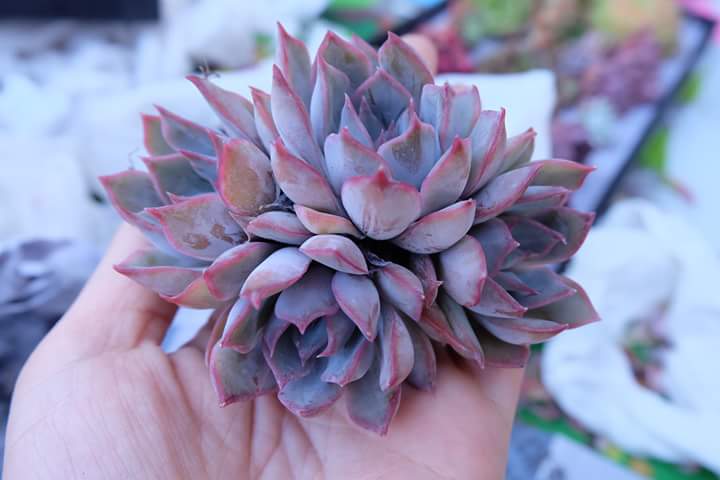 Succulent