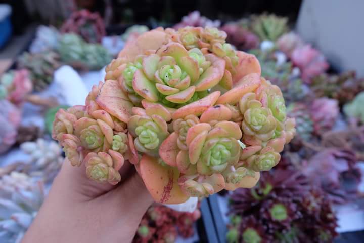 Succulent